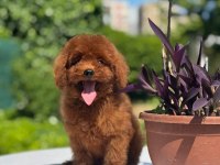 Orjinal Red Toy Poodle Yavrularımız