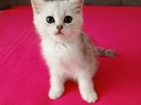 2 aylık erkek british shorthair yavrular