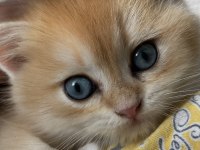 2 Aylık Erkek British Shorthair Yavru