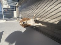 4 aylık yavru cavalier king charles