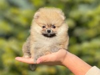 Pofuduk Pomeranian Bebeklerimiz