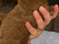 YAVRU ERKEK TOY POODLE