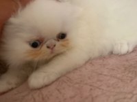 Safkan Pamuk gibi İran kedisi