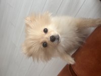 6 Aylık Pomeranian Boo