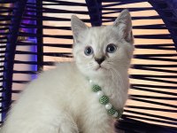 British Shorthair Silver Point Yavrular