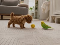Ev Üretimi Gerçek Teacup Maltipoo