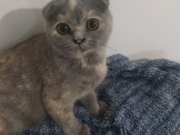 Scottish fold dişi kedimiz