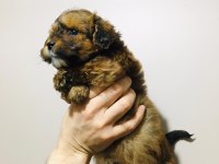 Fantom tricolor maltipoo