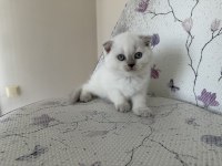 BAL KÜPÜ KAR TOPU BLUE POİNT SCOTTİSH FOLD BEBEKLER