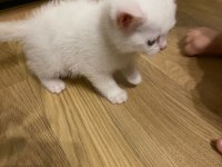 2 aylık Van kedimiz var cinsiyeti kız