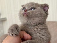 Scottish fold Cülide kızıma yuva arıyorum
