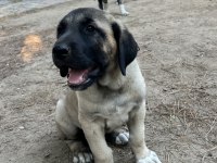 Dev yavru köpekler