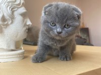 Scottish blue ve blue point yavrular nadir güzellik
