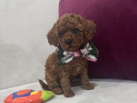 Yakışıklı erkek kore poodle yavrularım