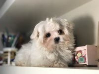 Tea Cup Kore Kan Maltese Terrier Yavrularımız