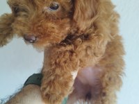 Safkan Red Brown Toy ve Kore Poodle Yavrular - Üst Kalite