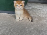 Şecereli Anne Ve Babadan Ny12 Safkan British Shorthair