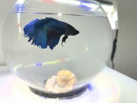 Betta balığı