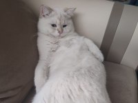 İran kedisi kırma (pamuk)