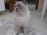 2 yaşında british shorthair kedimiz yuvasını arıyor