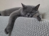 On İki Şubat British Shorthair