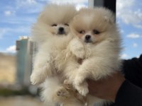 Ultra kalite tea cup pomeranian yavrularımız