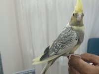 Sultan papağanı