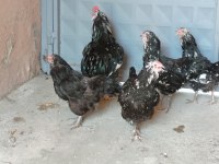 4#1 black modlet aracuanas mavici