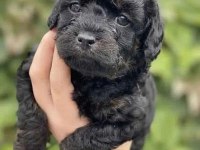 Nadir Renk Black Toy Poodle