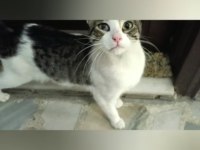 Depremzede Kedi