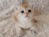 Golden british shorthair bebekler