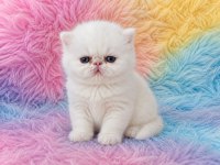 Red Point Exotic Shorthair Show Kalite