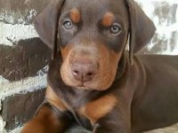 Doberman bebekler kapınıza kadar teslim ediyoruz
