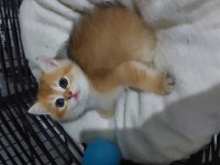 Safkan british shorthair ister şecereli ister şeceresiz