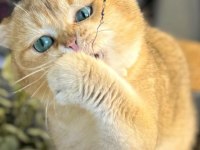 British shorthair yavruları
