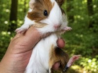 Amerikan Guinea Pig Bebekler