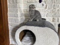 Scottish fold yavrumuz yeni yuvasını arıyor