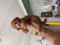 Uygun Şartlarda Toy Poodle Dişi