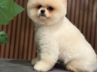 AYI SURAT SAFKAN POMERANİAN BOO KÖPEKLER