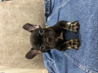 French bulldog bebekler