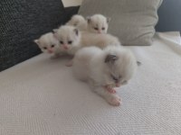 SAFKAN RAGDOLL BLUE BI COLOR 5 ADET YAVRU