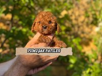 Sevimli Irk Toy Poodle