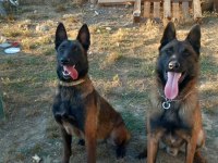 A kalite safkan malinois