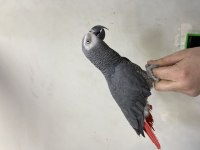 Full evcil konuşan jako papağanı