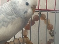 Cins Muhabbet Kuşu Kızgın