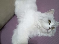 Scottish fold ve British yavrular