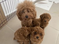 Profesyonel ruhsatlı çifrlikden toy poodle yavrular