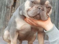Lilac tan guad erkek french bulldog
