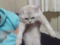 ÜCRETLİ SAHİPLENDİRİLECEK BRİTİSH KEDİLER