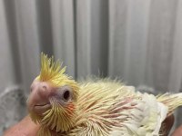 Acil Satılık Yeni Yeme Düşmüş Sultan Papağanı